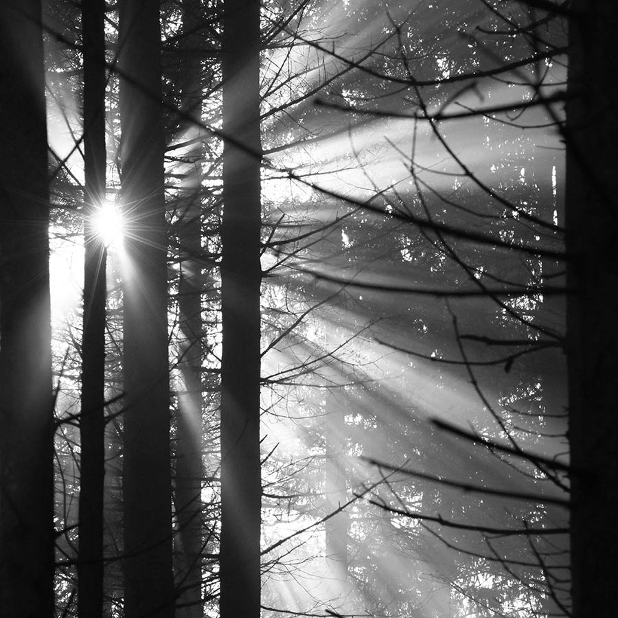Aus Natur wird Design